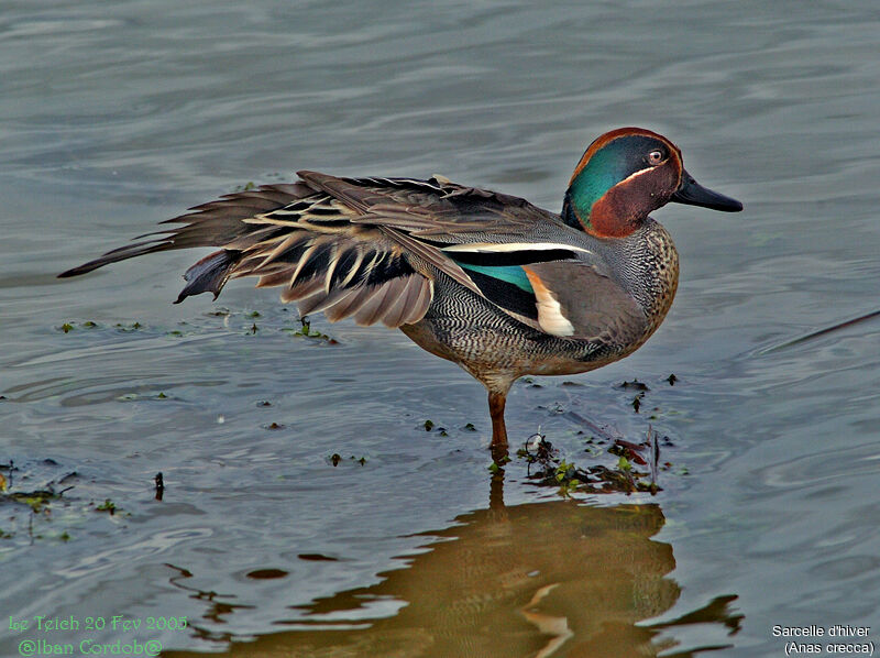 Eurasian Teal