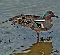 Eurasian Teal