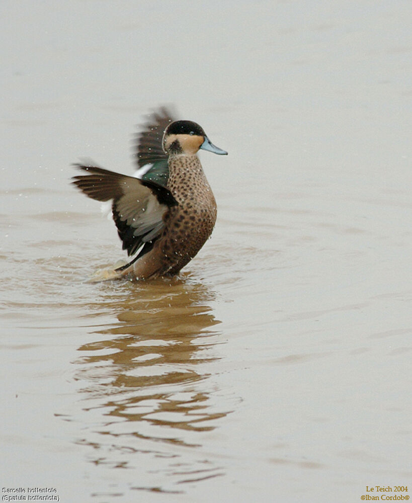 Blue-billed Teal