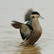 Blue-billed Teal