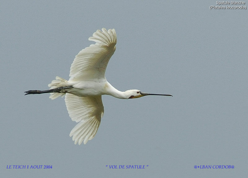 Eurasian Spoonbill