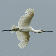 Eurasian Spoonbill