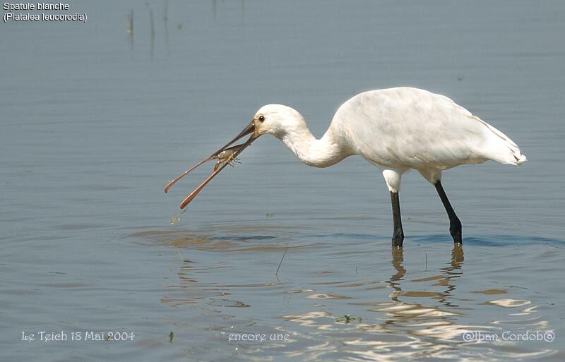 Eurasian Spoonbill