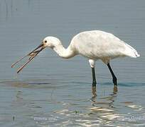 Eurasian Spoonbill