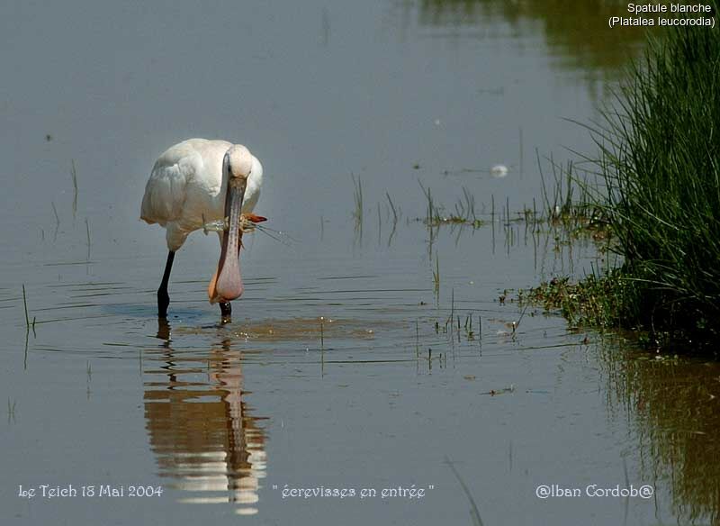 Eurasian Spoonbill