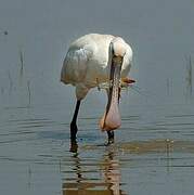 Eurasian Spoonbill