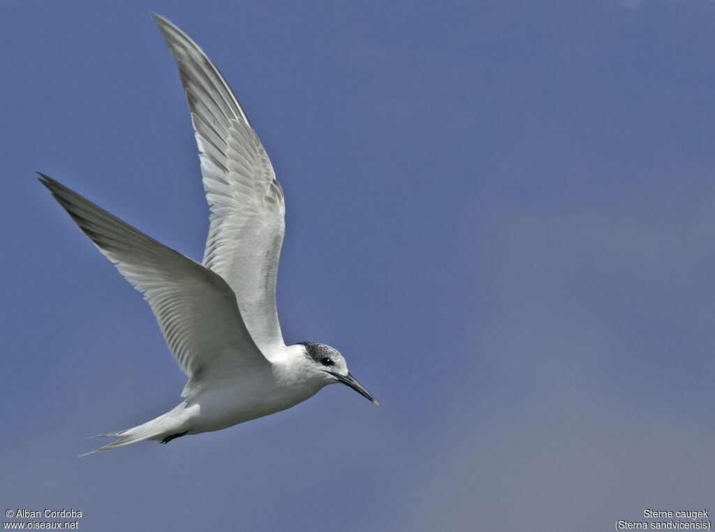 Sandwich Tern