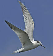 Sandwich Tern