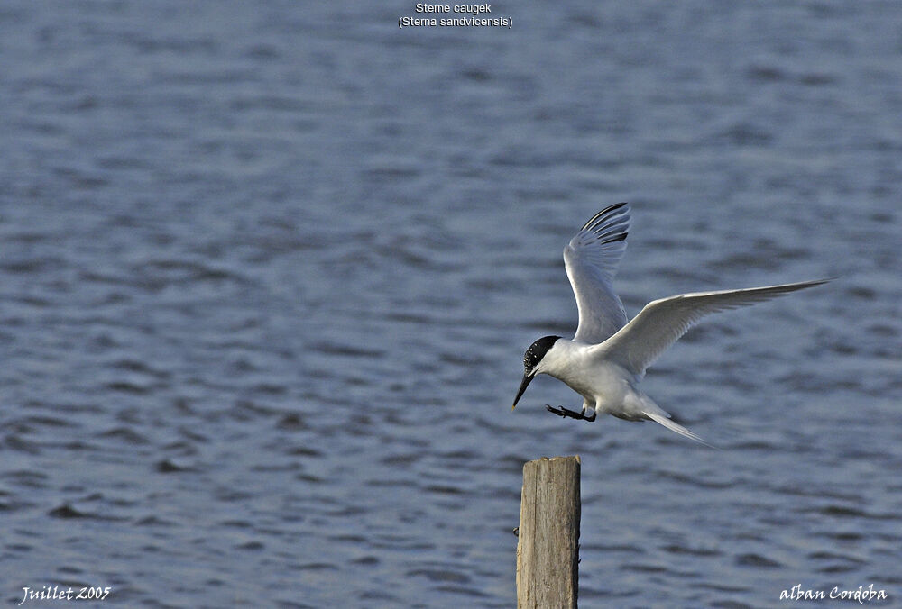 Sandwich Tern