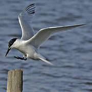 Sandwich Tern