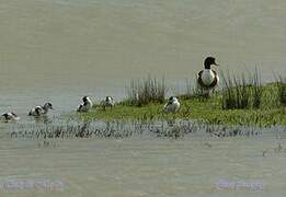 Common Shelduck