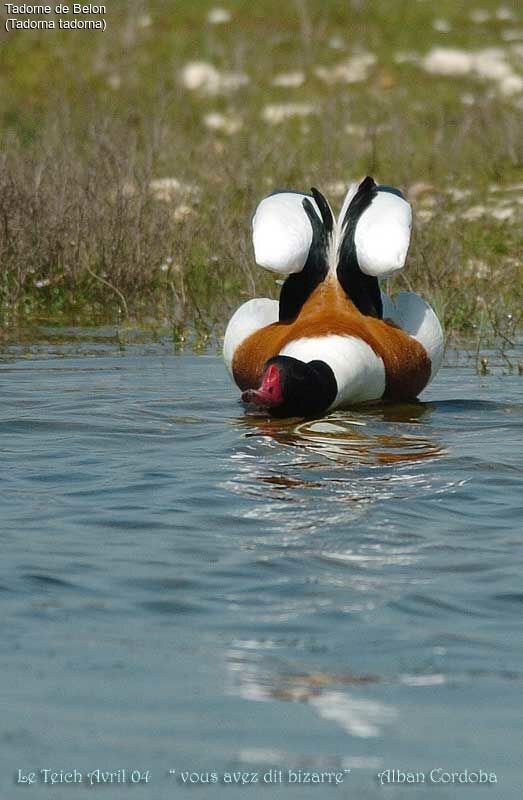 Common Shelduck