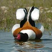 Common Shelduck