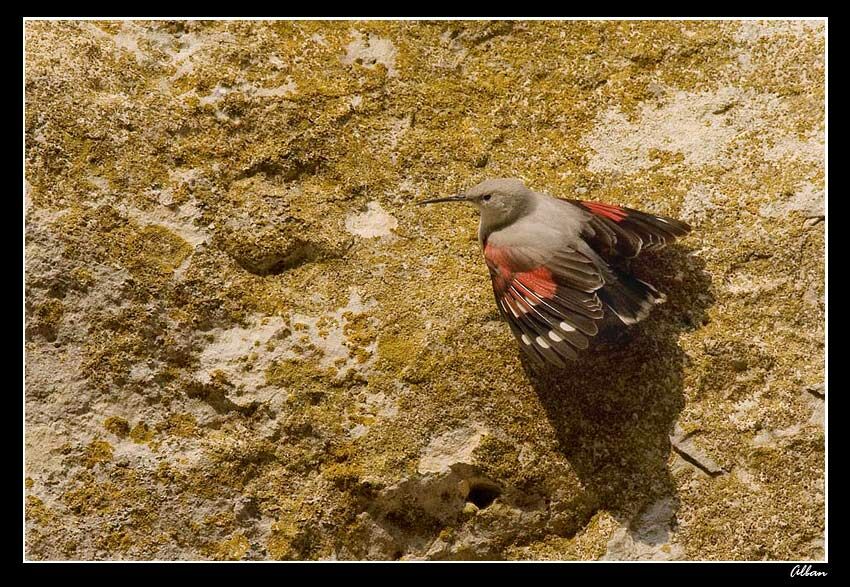 Wallcreeper