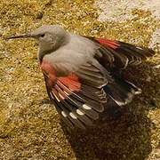 Wallcreeper