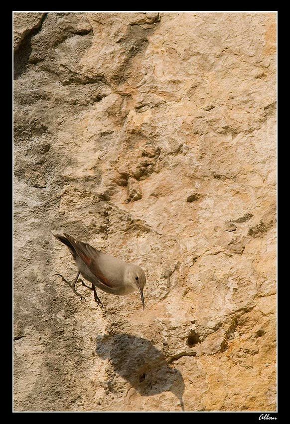 Wallcreeper