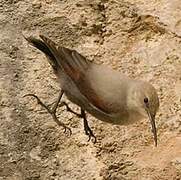 Wallcreeper