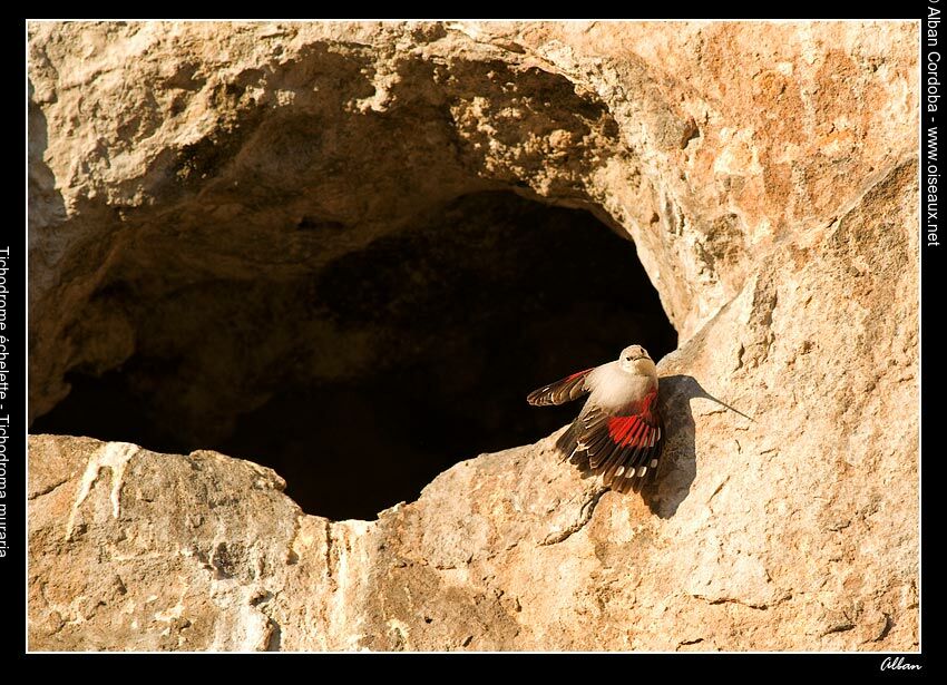 Wallcreeper