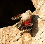 Wallcreeper