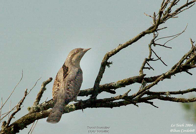 Eurasian Wryneck