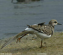 Ruddy Turnstone