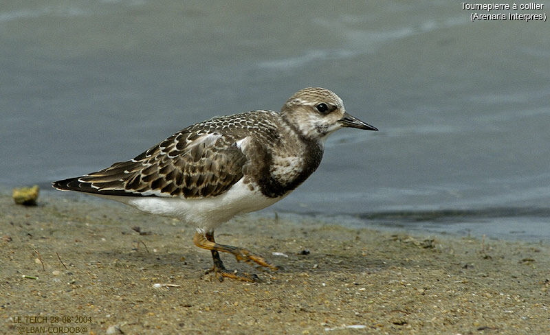 Ruddy Turnstone