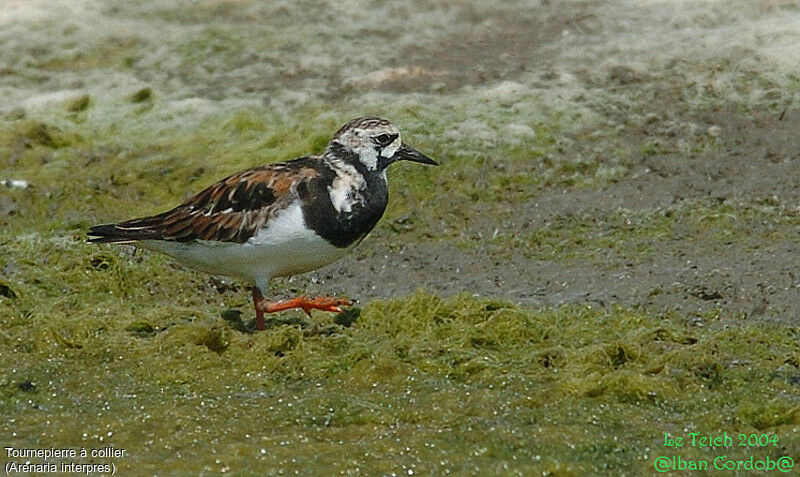 Ruddy Turnstone