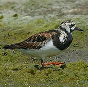 Ruddy Turnstone