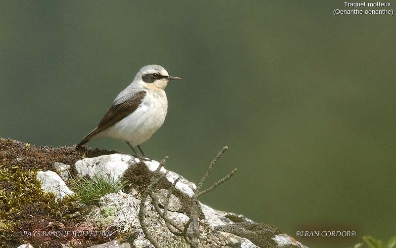 Northern Wheatear