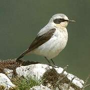 Northern Wheatear