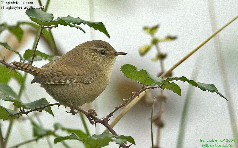 Eurasian Wren