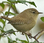 Eurasian Wren