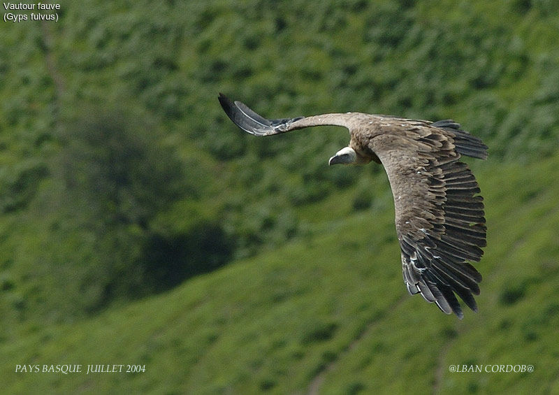 Griffon Vulture