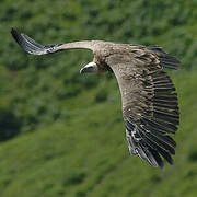 Griffon Vulture