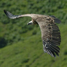 Vautour fauve