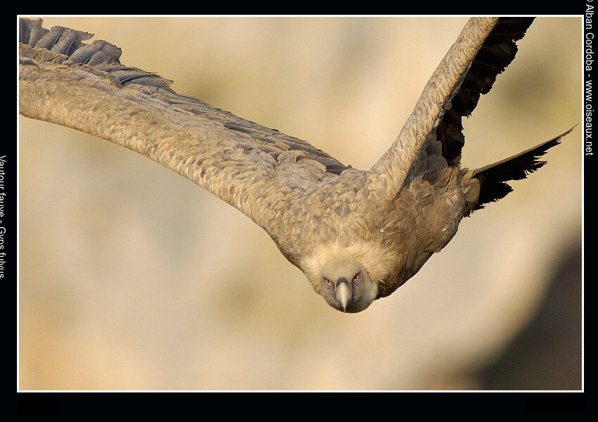 Griffon Vulture