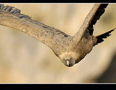 Griffon Vulture