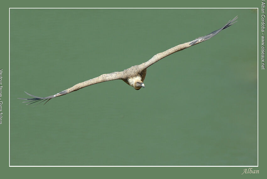 Griffon Vulture