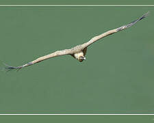 Griffon Vulture