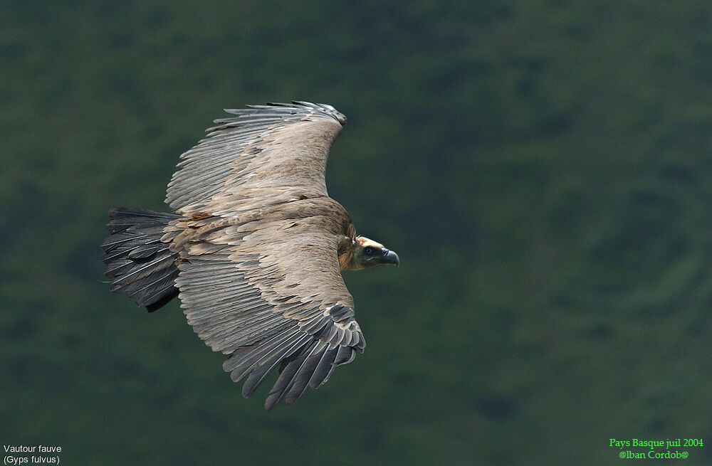 Vautour fauve