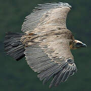 Griffon Vulture