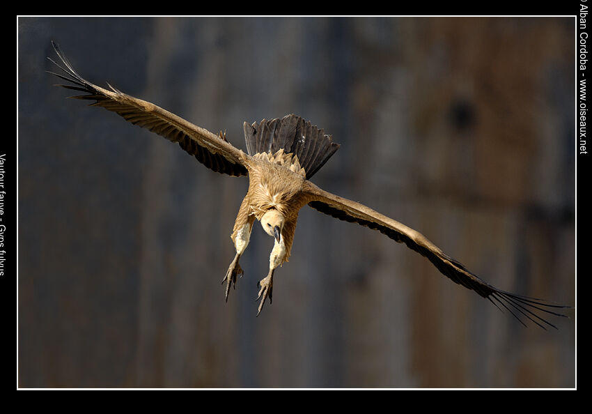 Vautour fauve