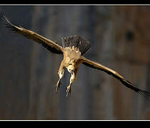 Griffon Vulture