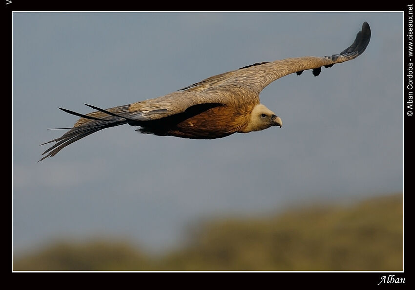 Griffon Vulture