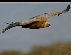 Griffon Vulture