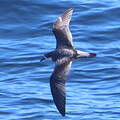 Stejneger's Petrel