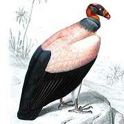 King Vulture