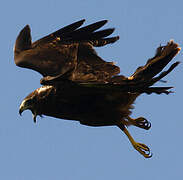 Reunion Harrier