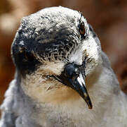 Barau's Petrel