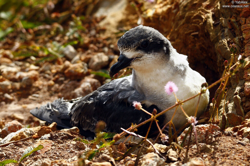 Barau's PetrelFirst year